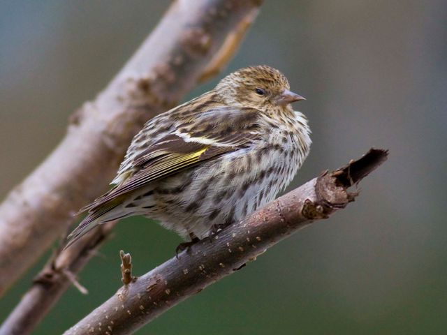 Pine Siskin